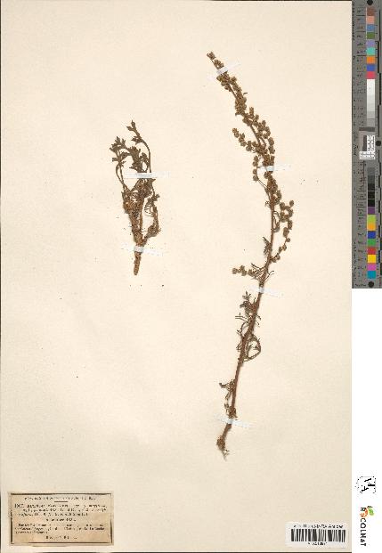 spécimen de Artemisia campestris