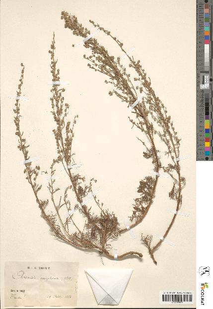 spécimen de Artemisia camphorata