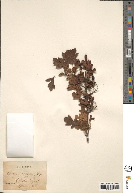 spécimen de Crataegus monogyna