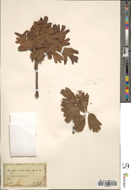 spécimen de Crataegus azarolus