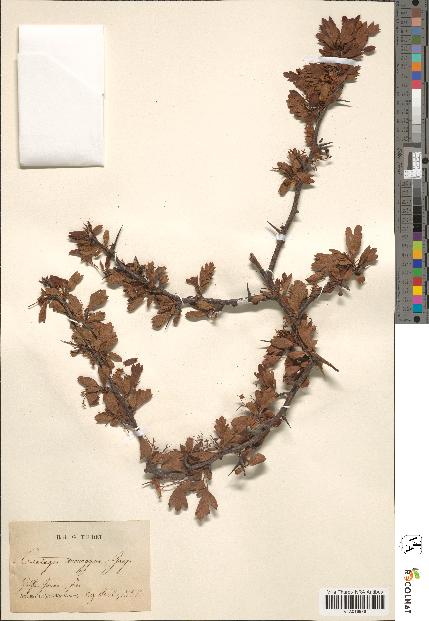spécimen de Crataegus monogyna