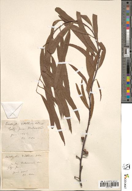 spécimen de Eucalyptus sp.