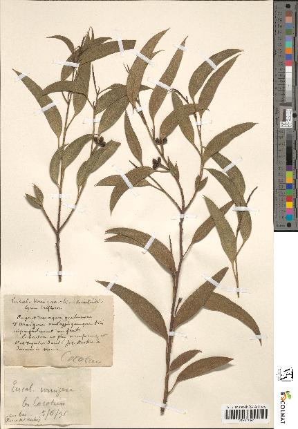 spécimen de Eucalyptus urnigera