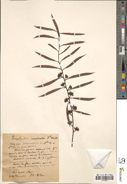 spécimen de Eucalyptus uncinata
