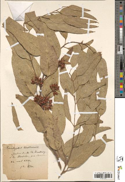 spécimen de Eucalyptus sp.