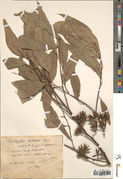 spécimen de Eucalyptus sp.