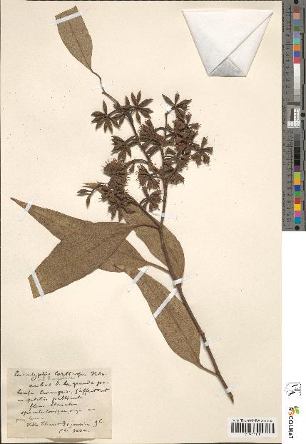 spécimen de Eucalyptus sp.