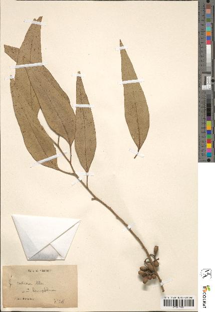 spécimen de Eucalyptus sp.