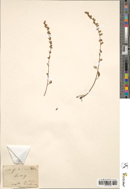 spécimen de Artemisia laciniata