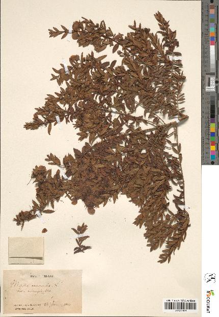 spécimen de Myrtus communis
