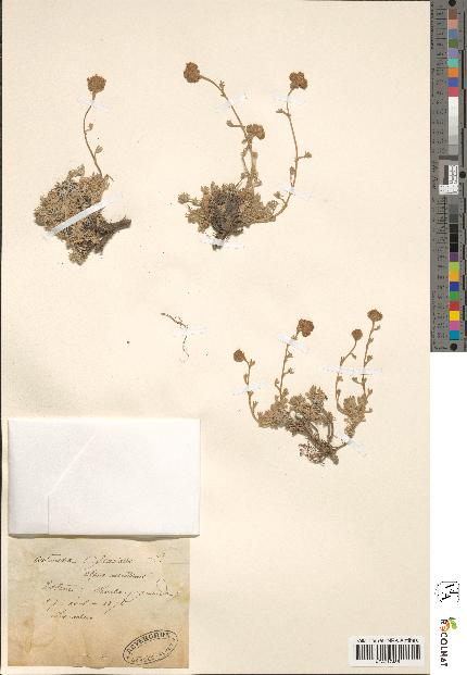 spécimen de Artemisia glacialis