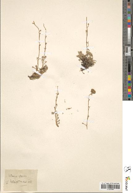 spécimen de Artemisia glacialis