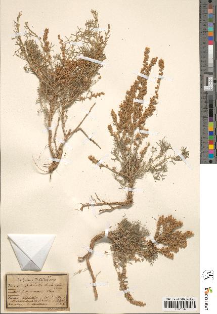 spécimen de Artemisia herba-alba