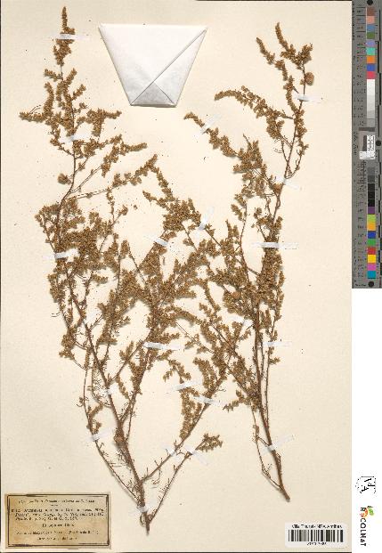 spécimen de Artemisia glutinosa