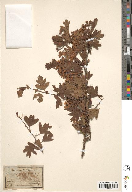 spécimen de Crataegus oxyacantha