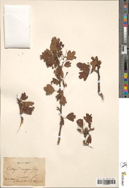 spécimen de Crataegus monogyna