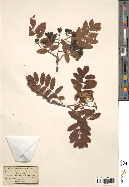 spécimen de Sorbus aucuparia