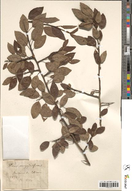 spécimen de Pyrus amygdaliformis