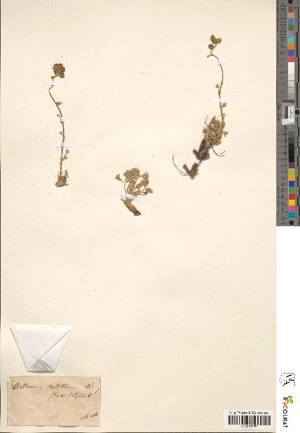 spécimen de Artemisia mutellina