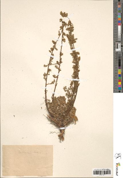 spécimen de Artemisia nana