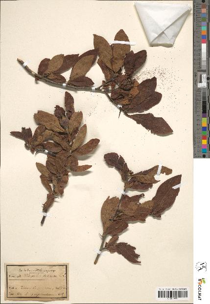 spécimen de Mespilus germanica