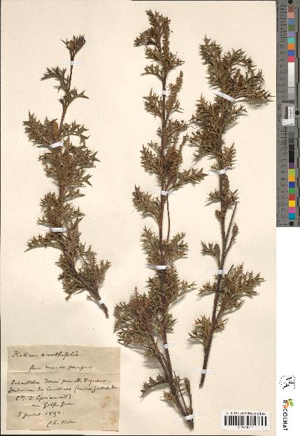 spécimen de Hakea acanthifolia