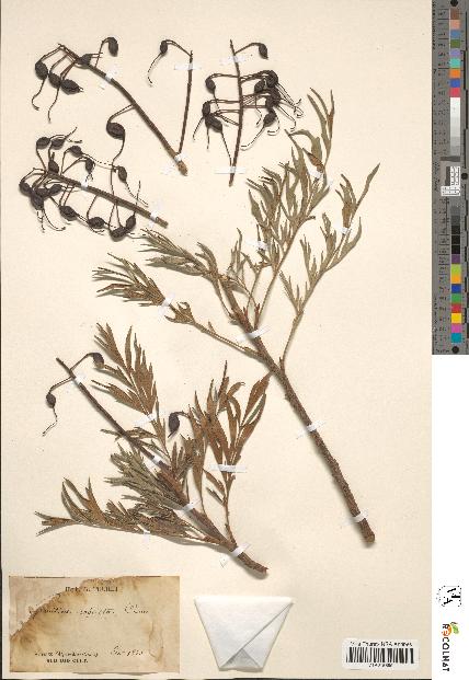 spécimen de Grevillea robusta