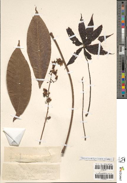 spécimen de Sterculia tomentosa