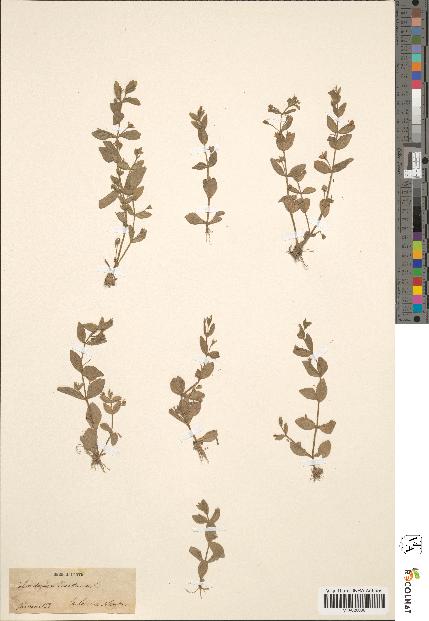 spécimen de Lindernia pyxidaria