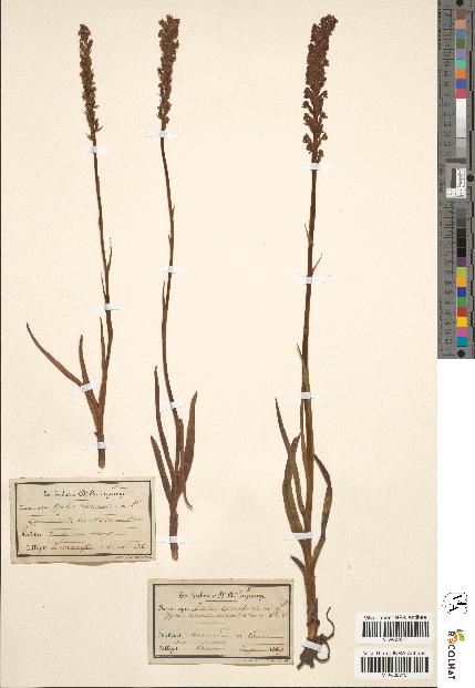 spécimen de Orchis odoratissima