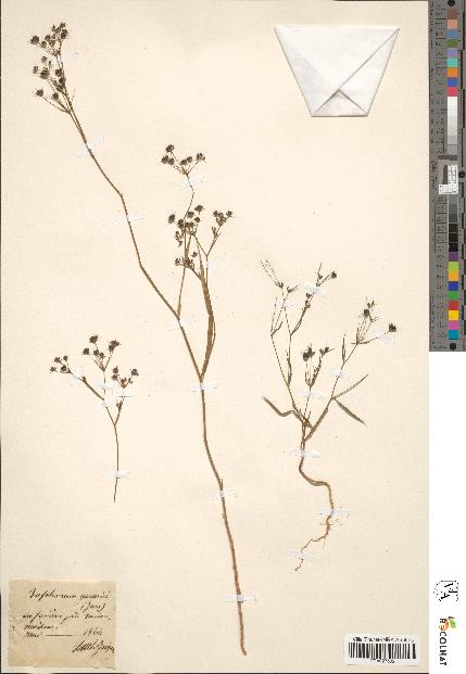 spécimen de Bupleurum gerardii