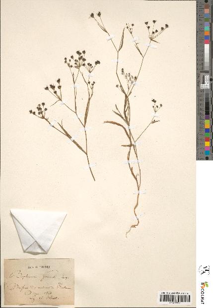 spécimen de Bupleurum gerardii