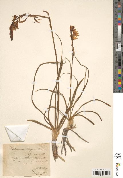 spécimen de Anthericum liliago