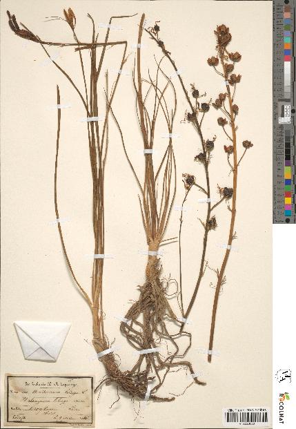 spécimen de Anthericum liliago