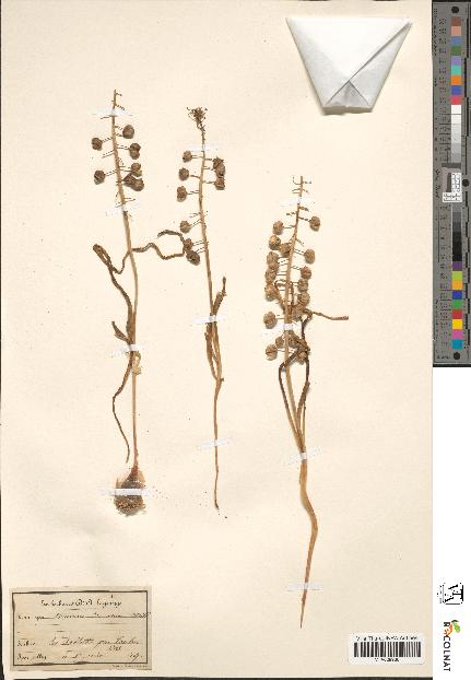 spécimen de Muscari comosum