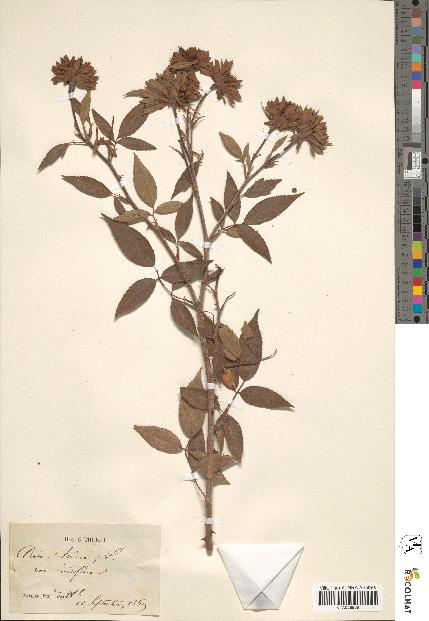 spécimen de Rosa indica