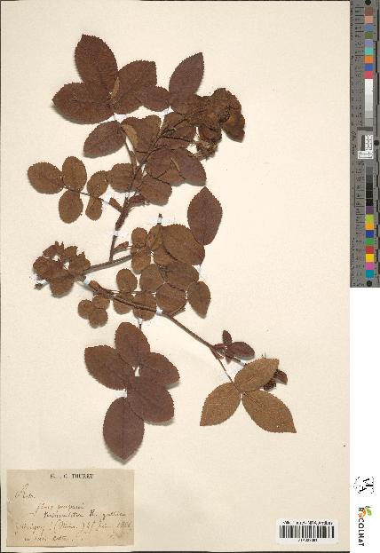 spécimen de Rosa gallica