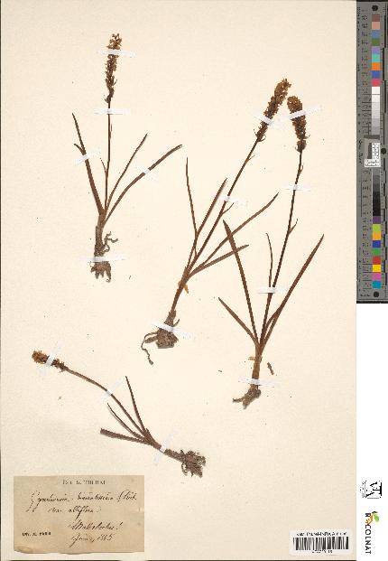 spécimen de Gymnadenia odoratissima