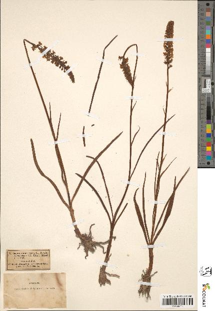 spécimen de Gymnadenia odoratissima
