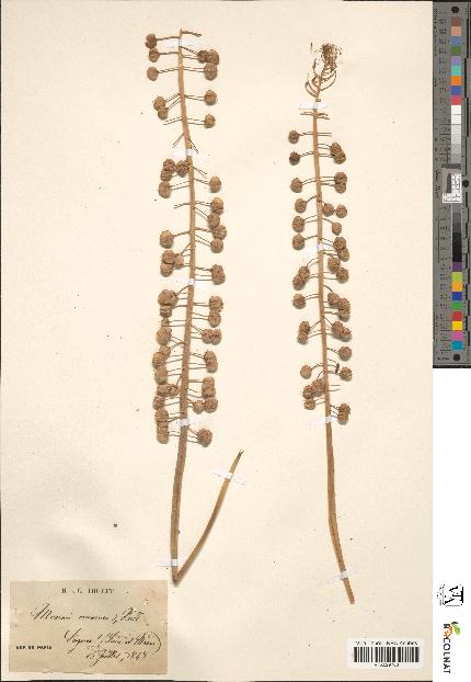 spécimen de Muscari comosum