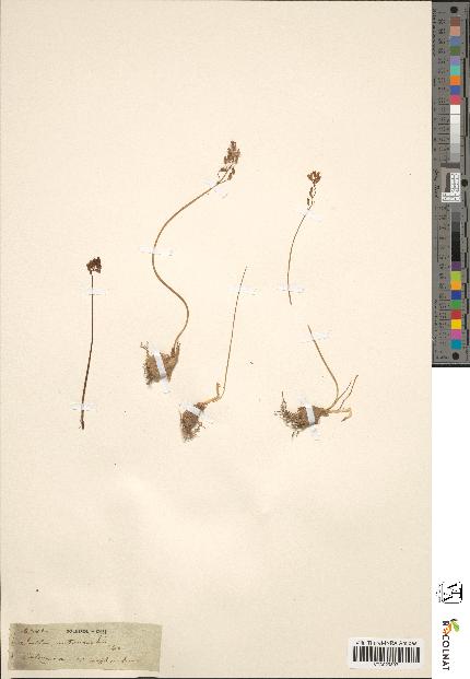 spécimen de Scilla autumnalis