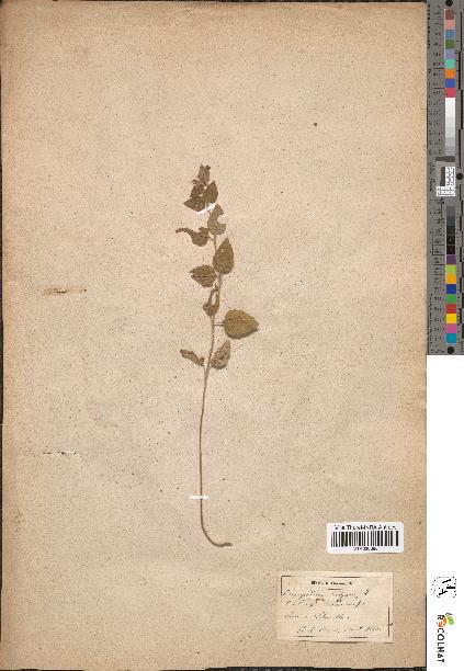 spécimen de Clinopodium vulgare