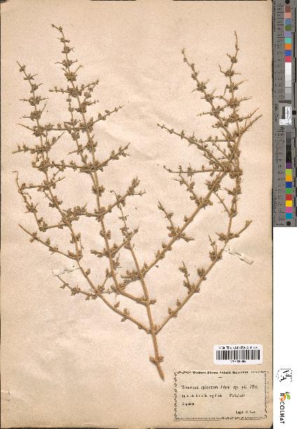 spécimen de Teucrium spinosum