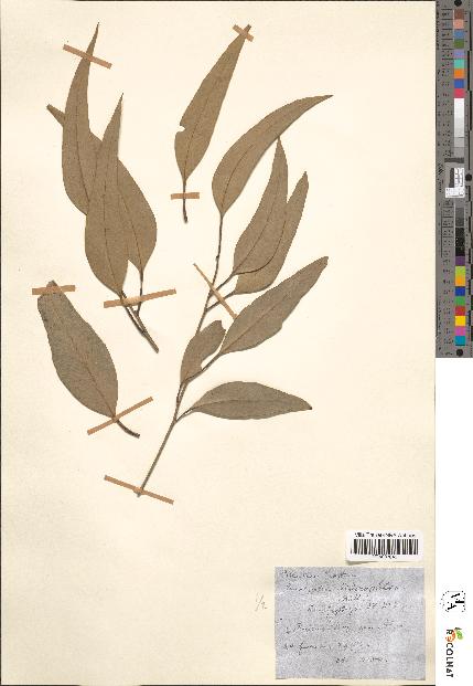spécimen de Eucalyptus siderophloia