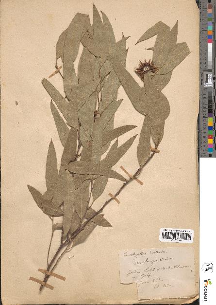 spécimen de Eucalyptus resinifera