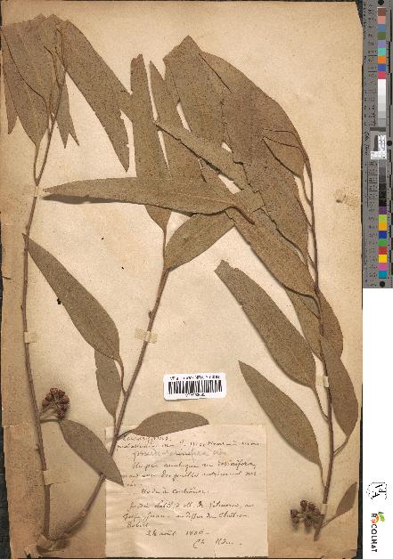 spécimen de Eucalyptus sp.