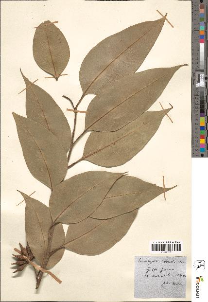 spécimen de Eucalyptus robusta
