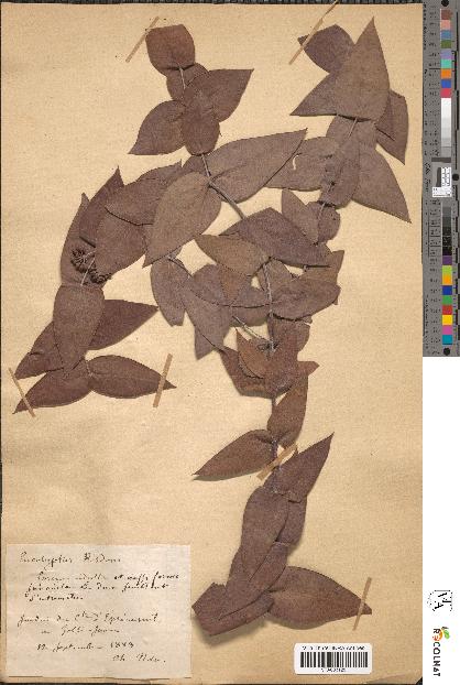 spécimen de Eucalyptus risdonii