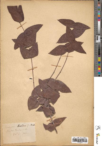 spécimen de Eucalyptus risdonii