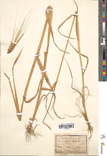 spécimen de Hordeum hexastichon